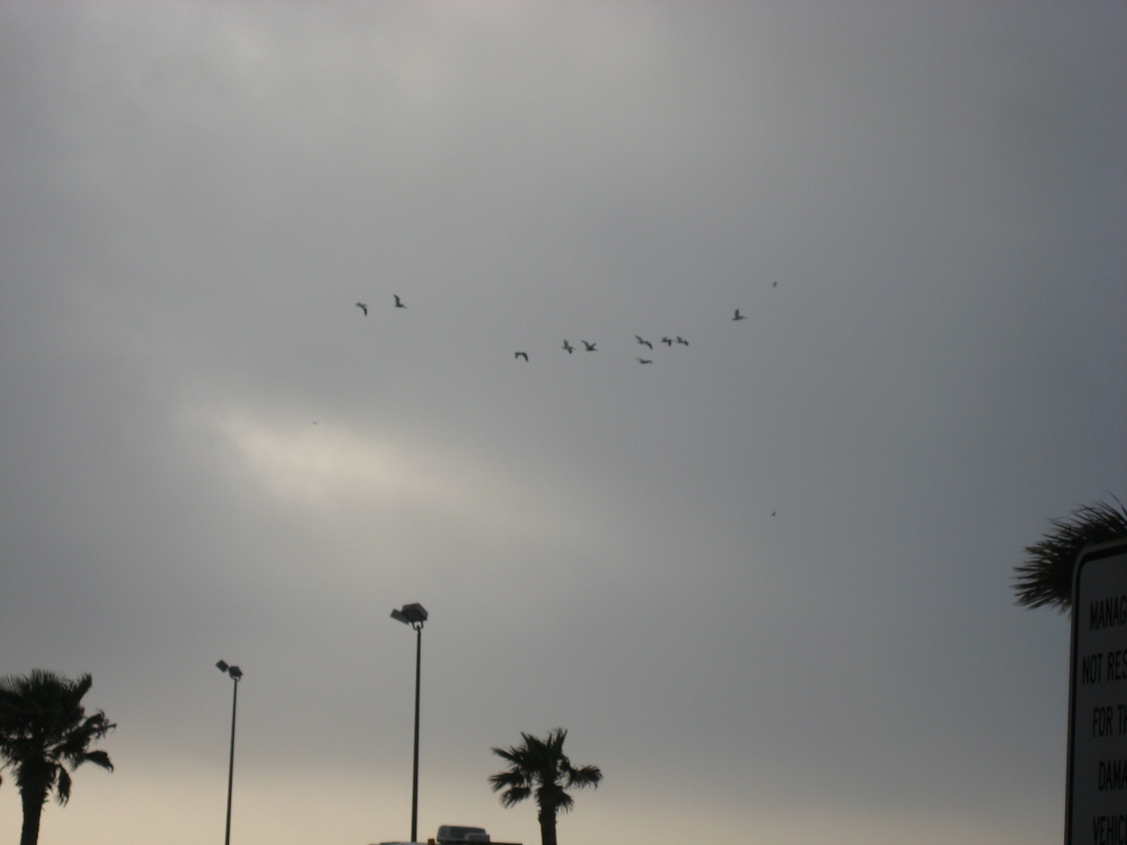 Birds!